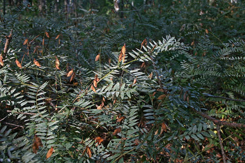 Изображение особи Vicia cassubica.