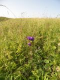 Campanula glomerata подвид oblongifolioides