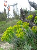Euphorbia rigida. Цветущее растение. Крым, Ялта, Холм Славы, ниже станции канатной дороги. 21 апреля 2012 г.