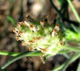 Plantago arenaria. Соцветие. Зап. Крым, г. Саки, пустырь у детского оздоровительного лагеря \"Прибрежный\". 24.08.2011.