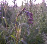 Lactuca serriola. Верхушка растения с нераскрывшимися соцветиями антоциановой окраски. Курская обл., г. Железногорск, пойма р. Погарщина. 11 июля 2007 г.