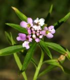 Iberis umbellata