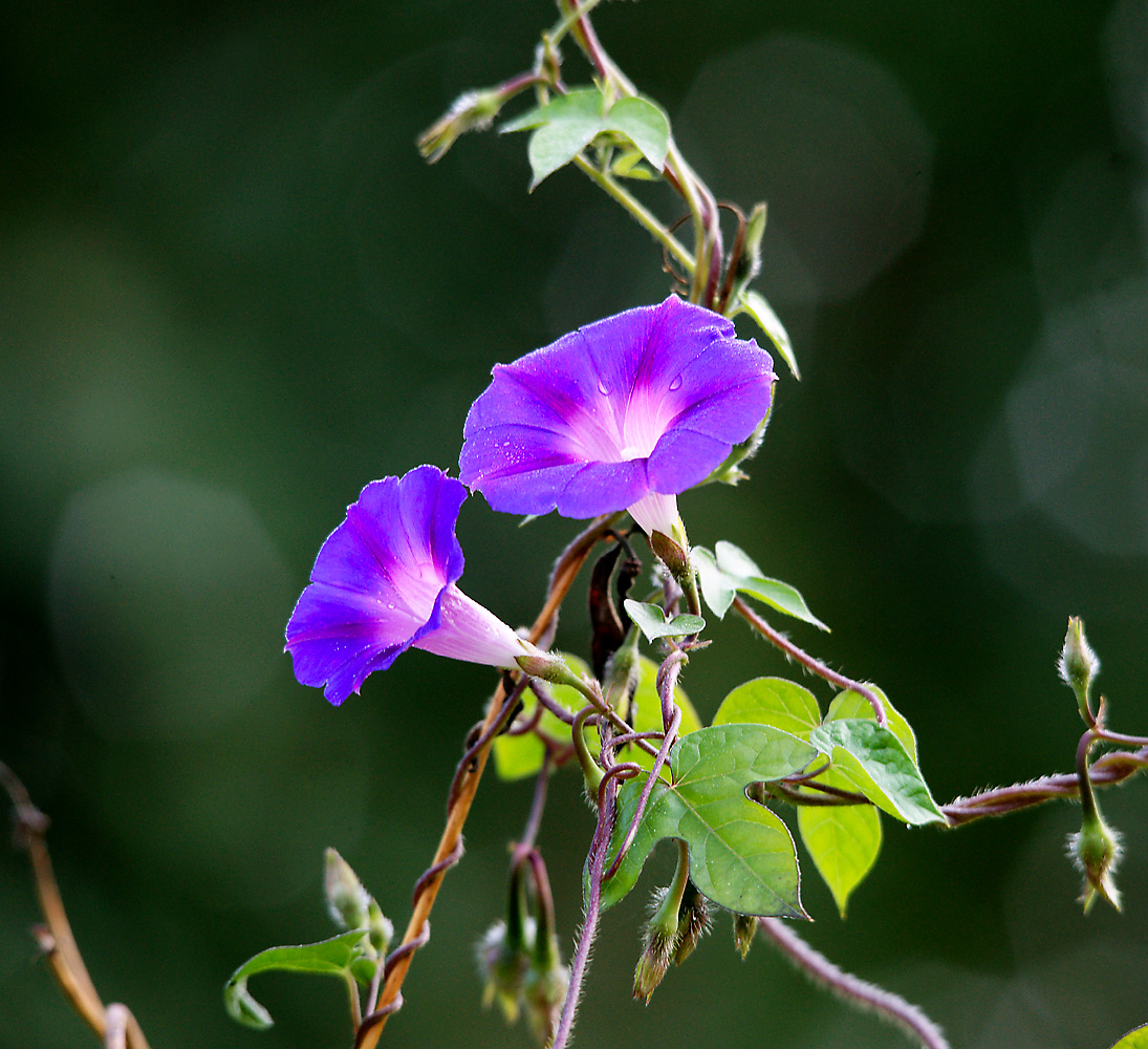 Изображение особи Ipomoea purpurea.