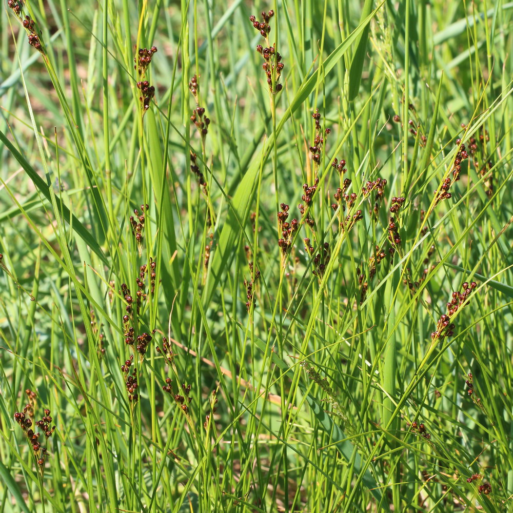 Изображение особи Juncus compressus.