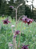 Aquilegia atrovinosa