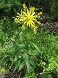 Senecio nemorensis