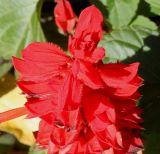 Salvia splendens. Верхушка соцветия. Германия, г. Essen, Grugapark. 29.09.2013.