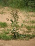 Rumex acetosa. Цветущее растение на песчаном пляже. Ленинградская обл., пойма р. Луга у дер. Кемка. 12.06.2009.