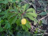 Anemone ranunculoides. Расцветающее растение. Украина, г. Киев, в культуре. 31.03.2014.