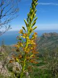 Eremurus jungei