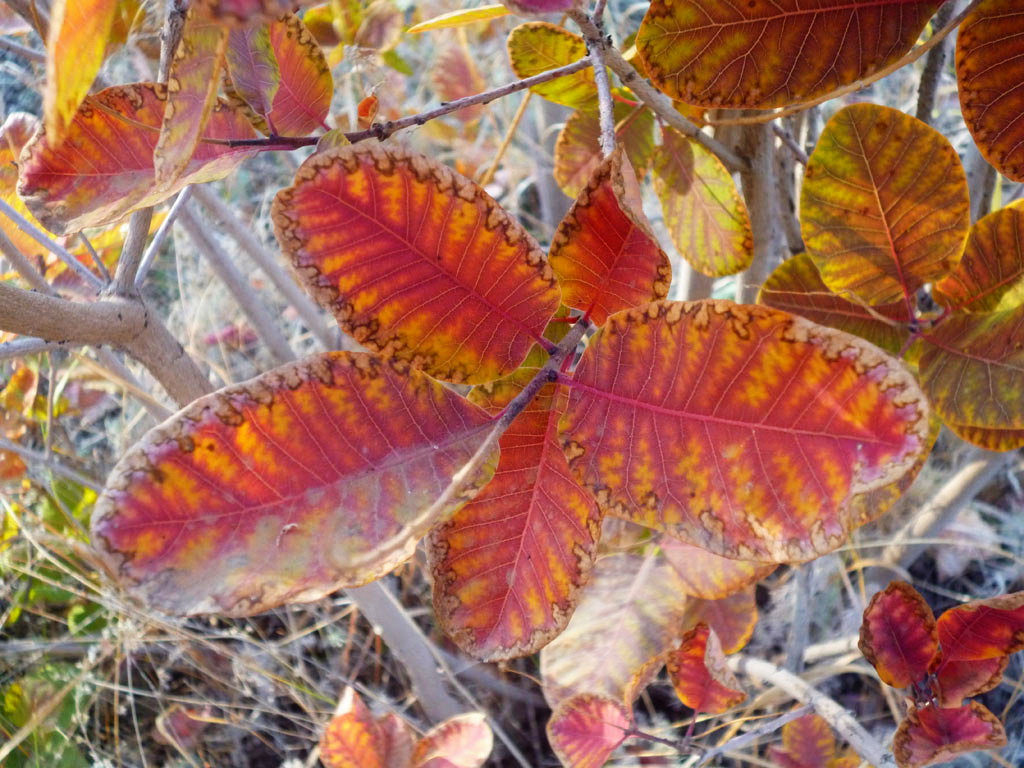 Изображение особи Cotinus coggygria.