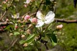 Malus sieversii. Ветвь с цветком и бутонами. Казахстан, Джунгарский Алатау, долина р. Лепсы перед каньоном Каргалинские ворота. Начало мая 2014 г.