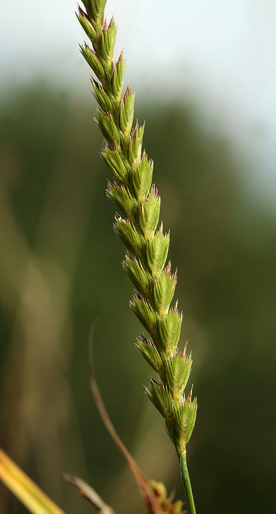 Изображение особи Cynosurus cristatus.