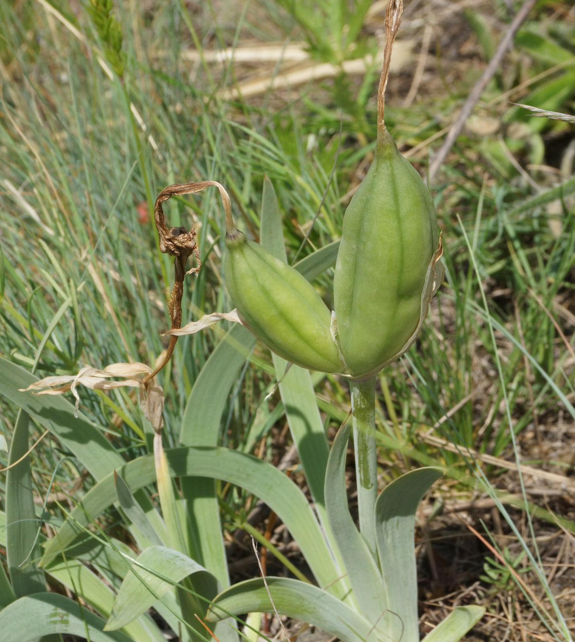 Изображение особи Iris glaucescens.