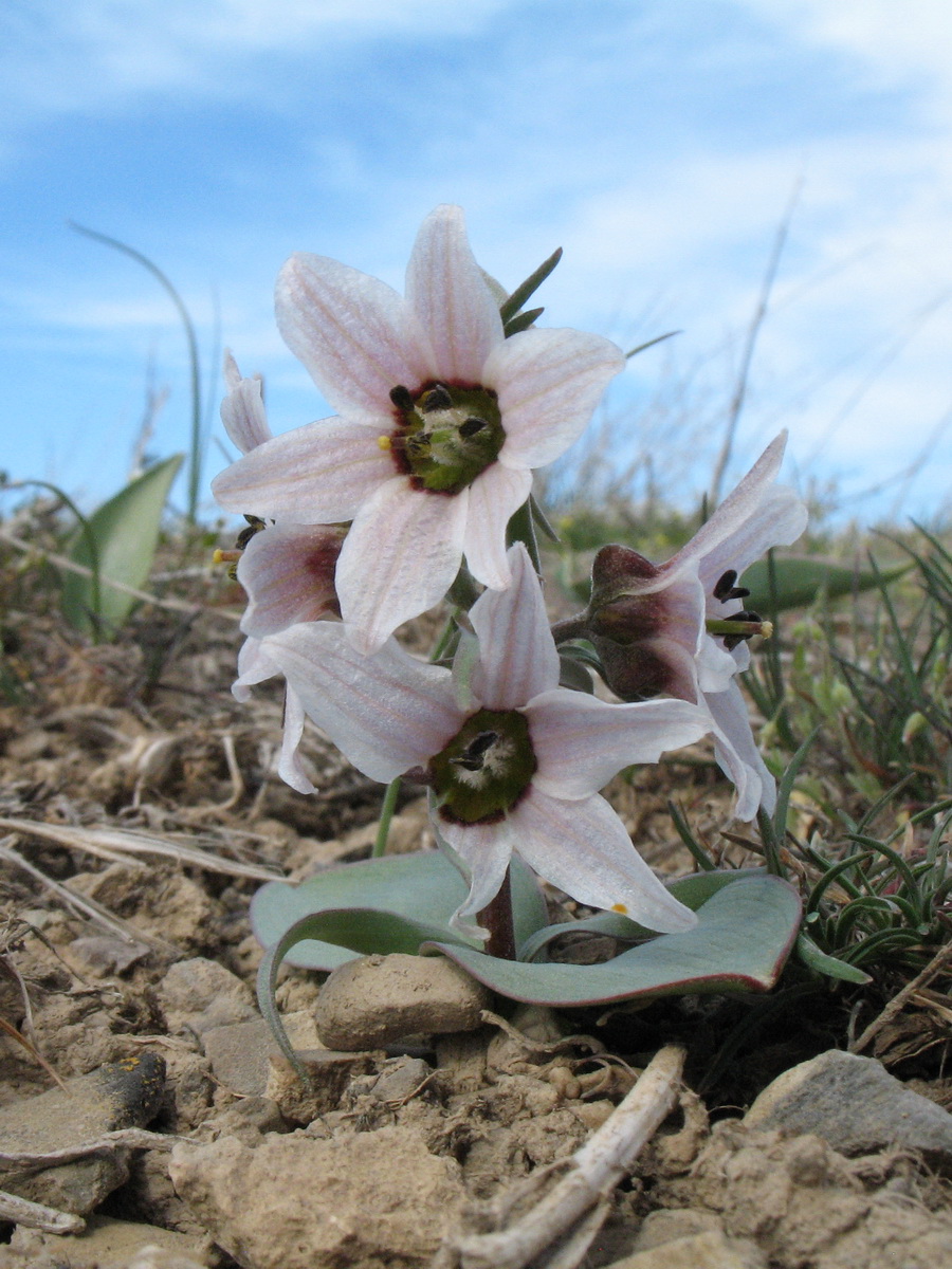 Изображение особи Rhinopetalum stenantherum.