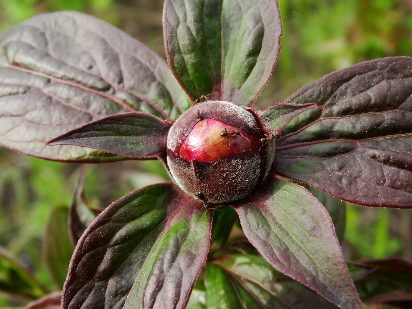 Image of Paeonia lactiflora specimen.