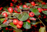 Cotoneaster horizontalis