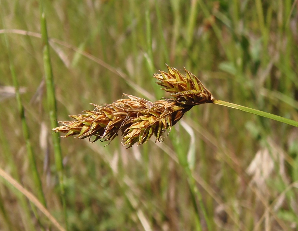 Image of Carex colchica specimen.