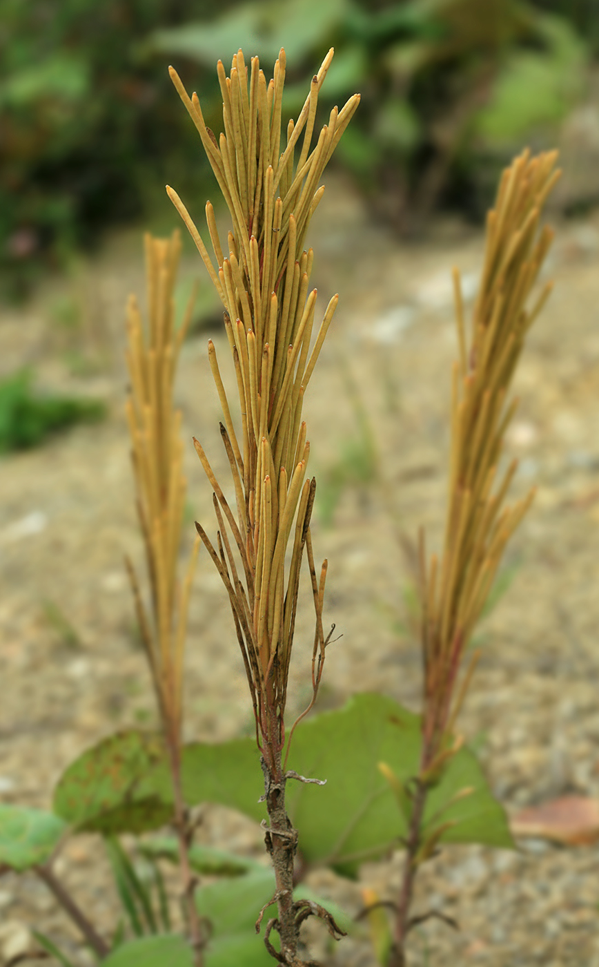 Изображение особи Arabis japonica.