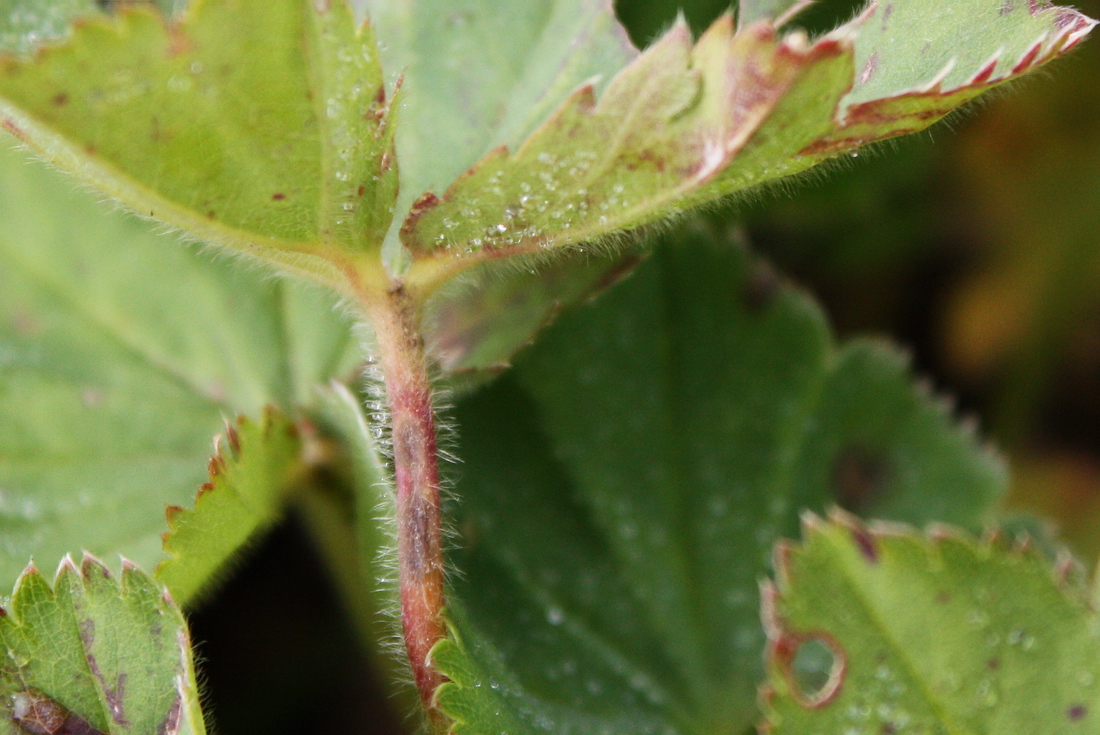 Изображение особи Alchemilla omalophylla.