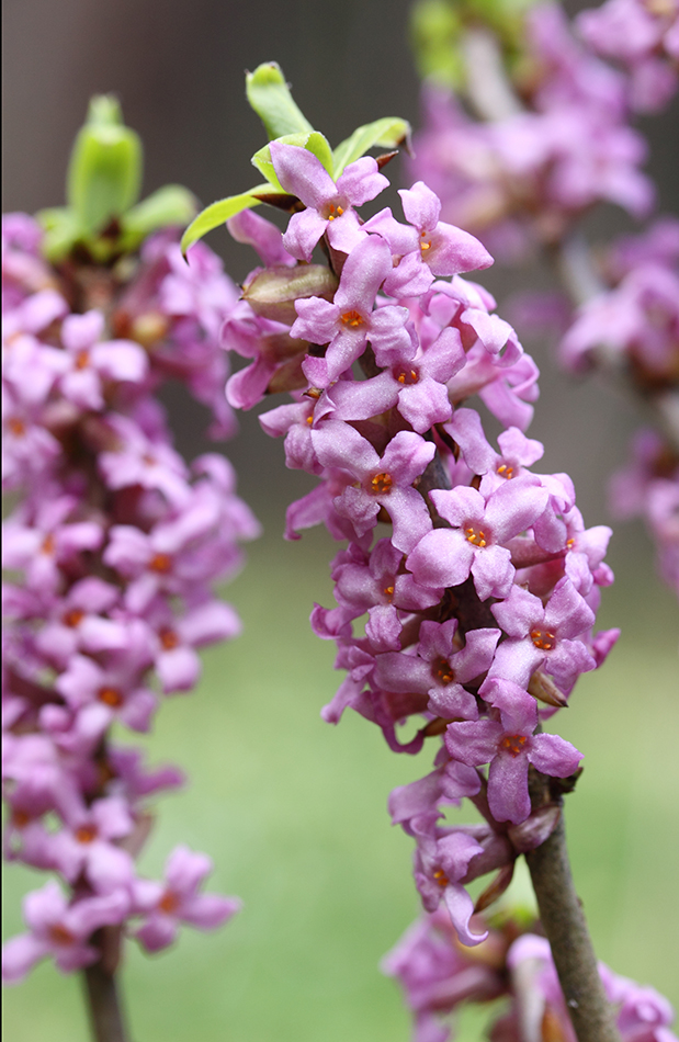 Изображение особи Daphne mezereum.