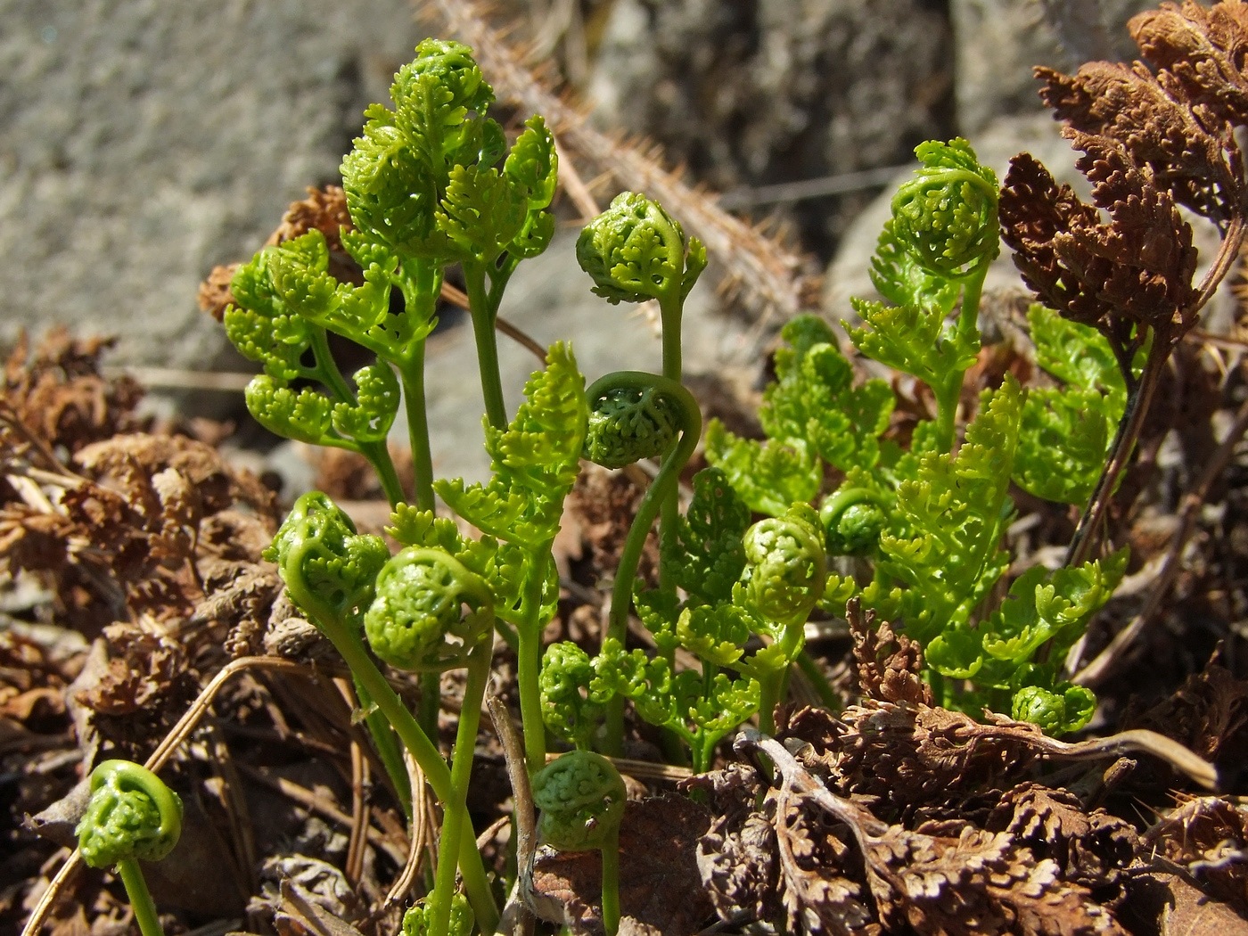 Изображение особи Cryptogramma acrostichoides.