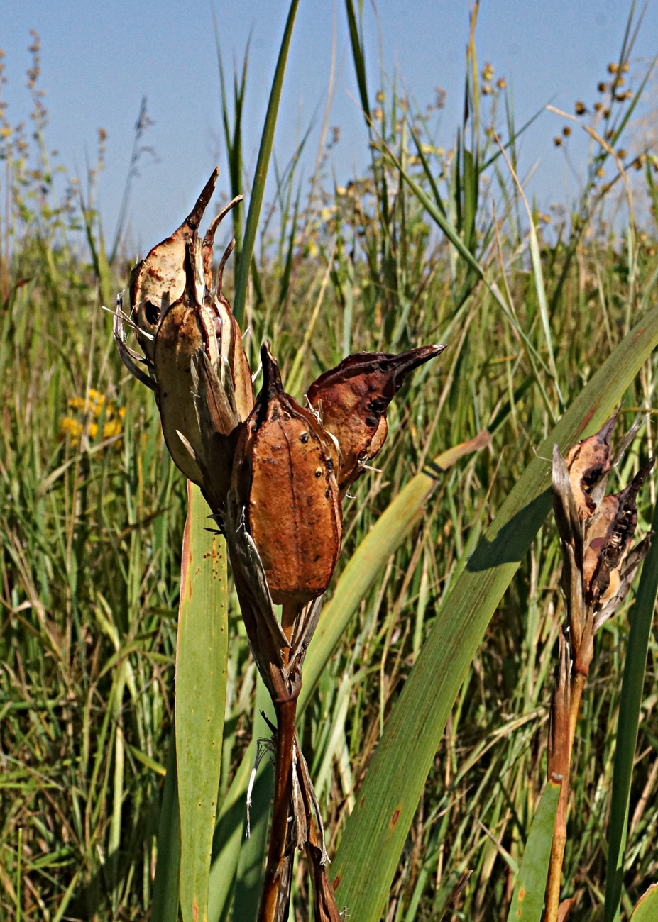 Изображение особи Iris halophila.