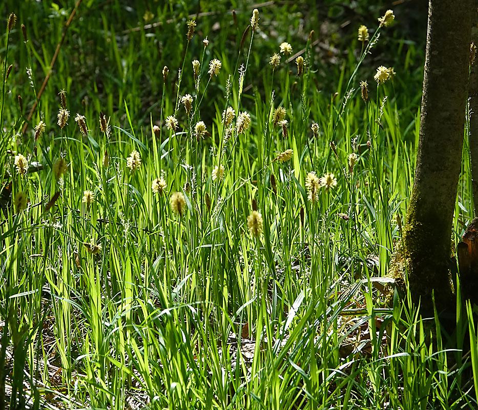 Изображение особи Carex pilosa.