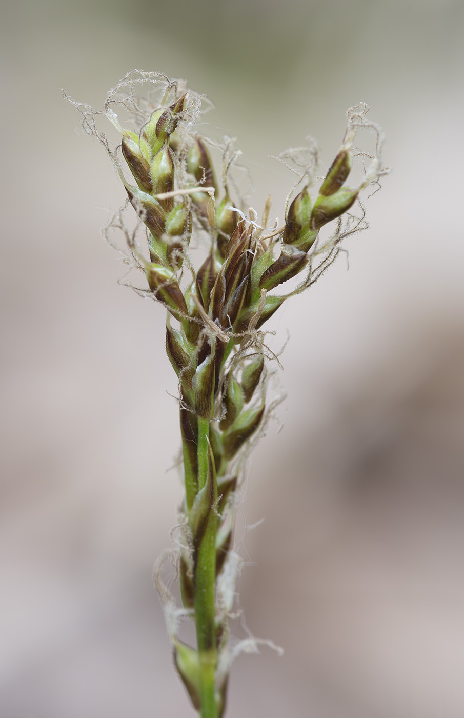 Изображение особи Carex rhizina.