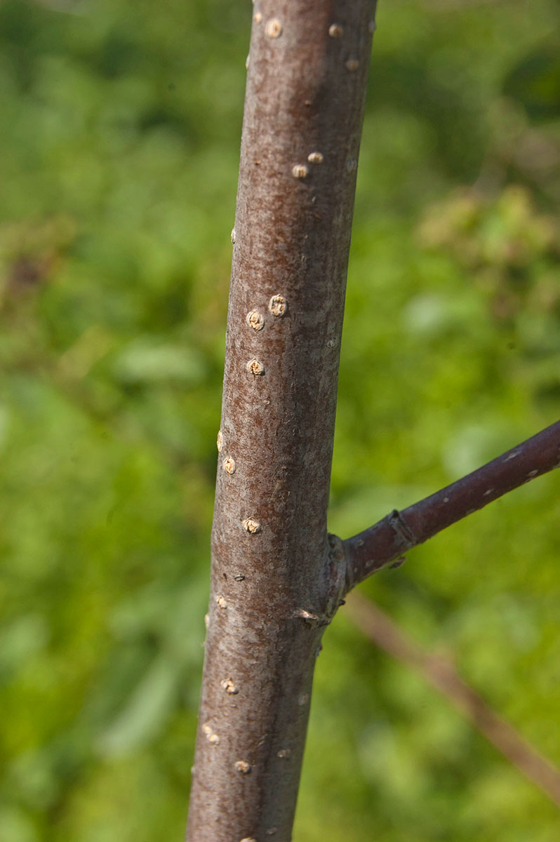 Изображение особи &times; Crataegosorbus miczurinii.