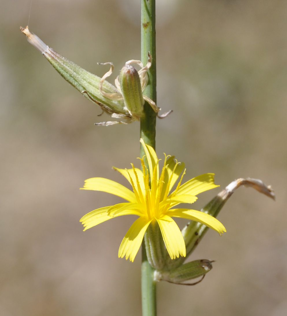 Изображение особи Chondrilla juncea.