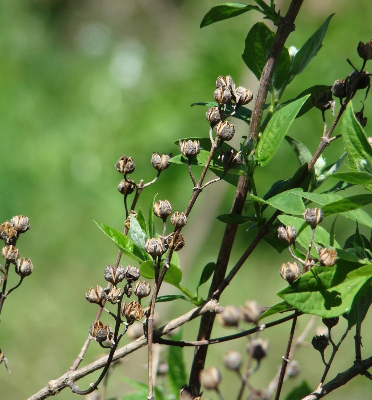 Изображение особи Philadelphus incanus.