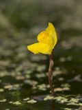 Utricularia australis