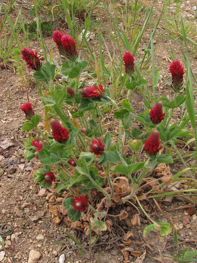 Изображение особи Trifolium incarnatum.