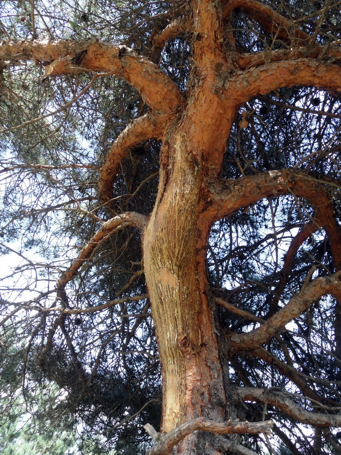 Image of Pinus sylvestris ssp. hamata specimen.