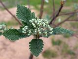 Sorbus intermedia