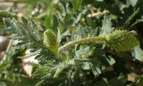 Papaver rhoeas