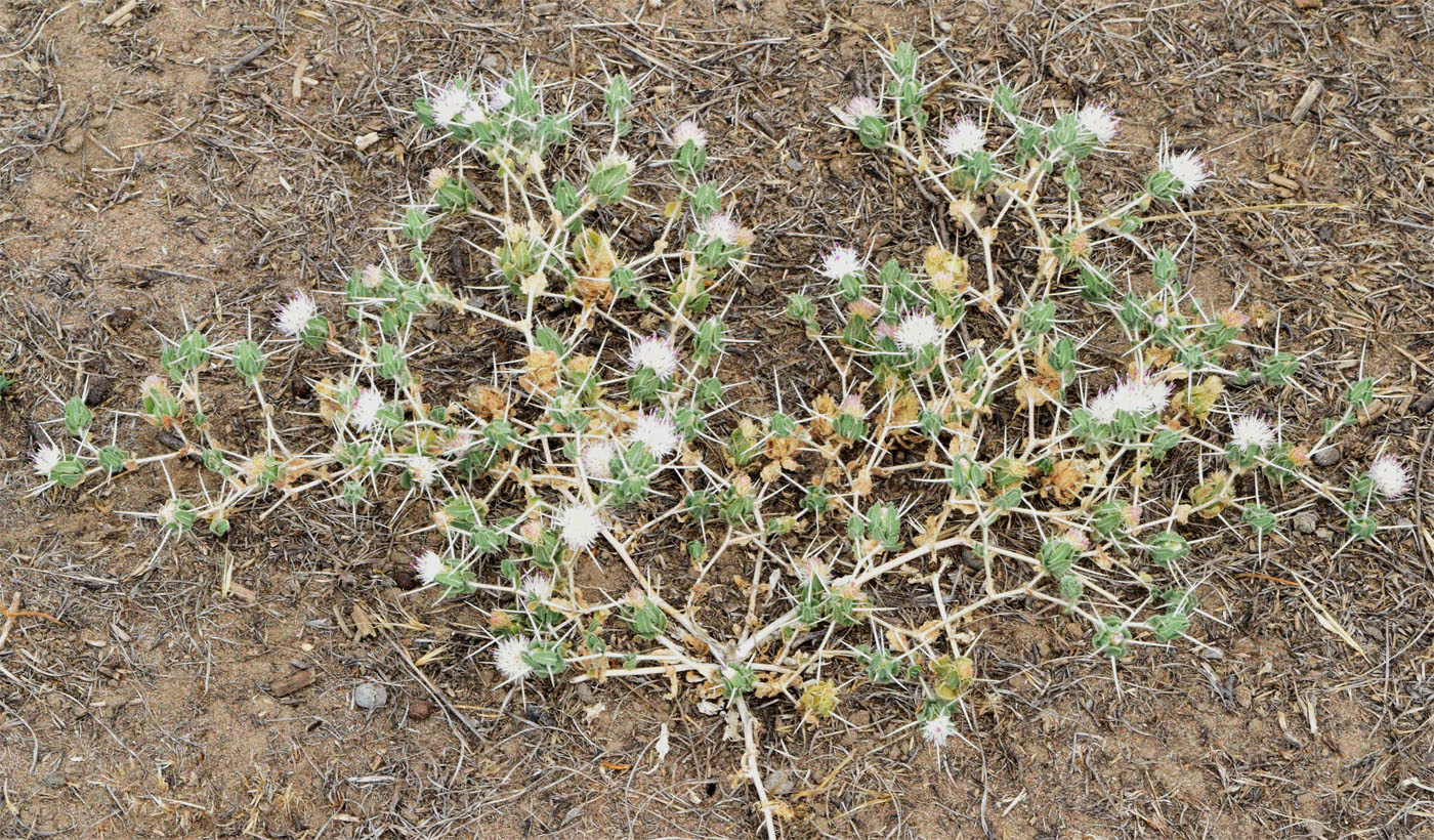 Изображение особи Centaurea belangeriana.