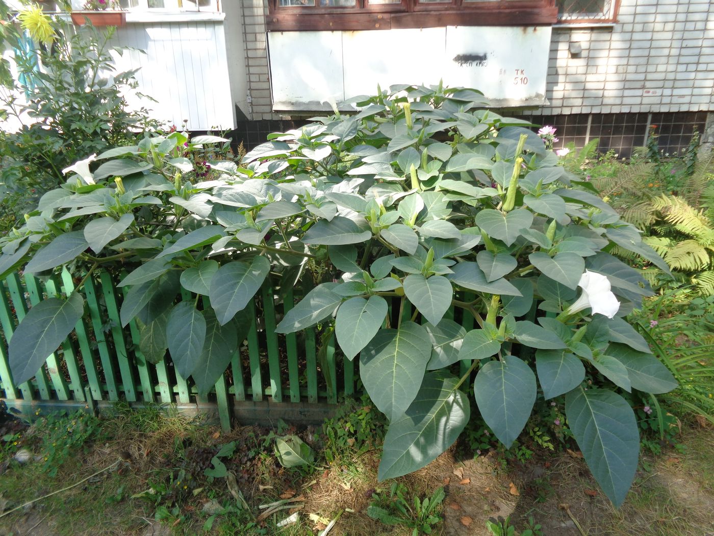 Изображение особи Datura innoxia.