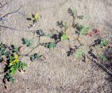 Astragalus arpilobus. Плодоносящее растение на песке. Казахстан, горы Балабогаты, полупустынная зона (в 70 км от г. Чилик). 04.06.2010.