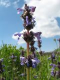 Nepeta mariae. Верхушка цветущего растения с сидящим клопом Adelphocoris lineolatus (Heteroptera, Miridae). Казахстан, Зап. Тянь-Шань, запов. Аксу-Жабаглы, ур. Бойдаксай, 2180 м н.у.м., лугово-степной склон сев.-вост. экспозиции. 16 июня 2018 г.