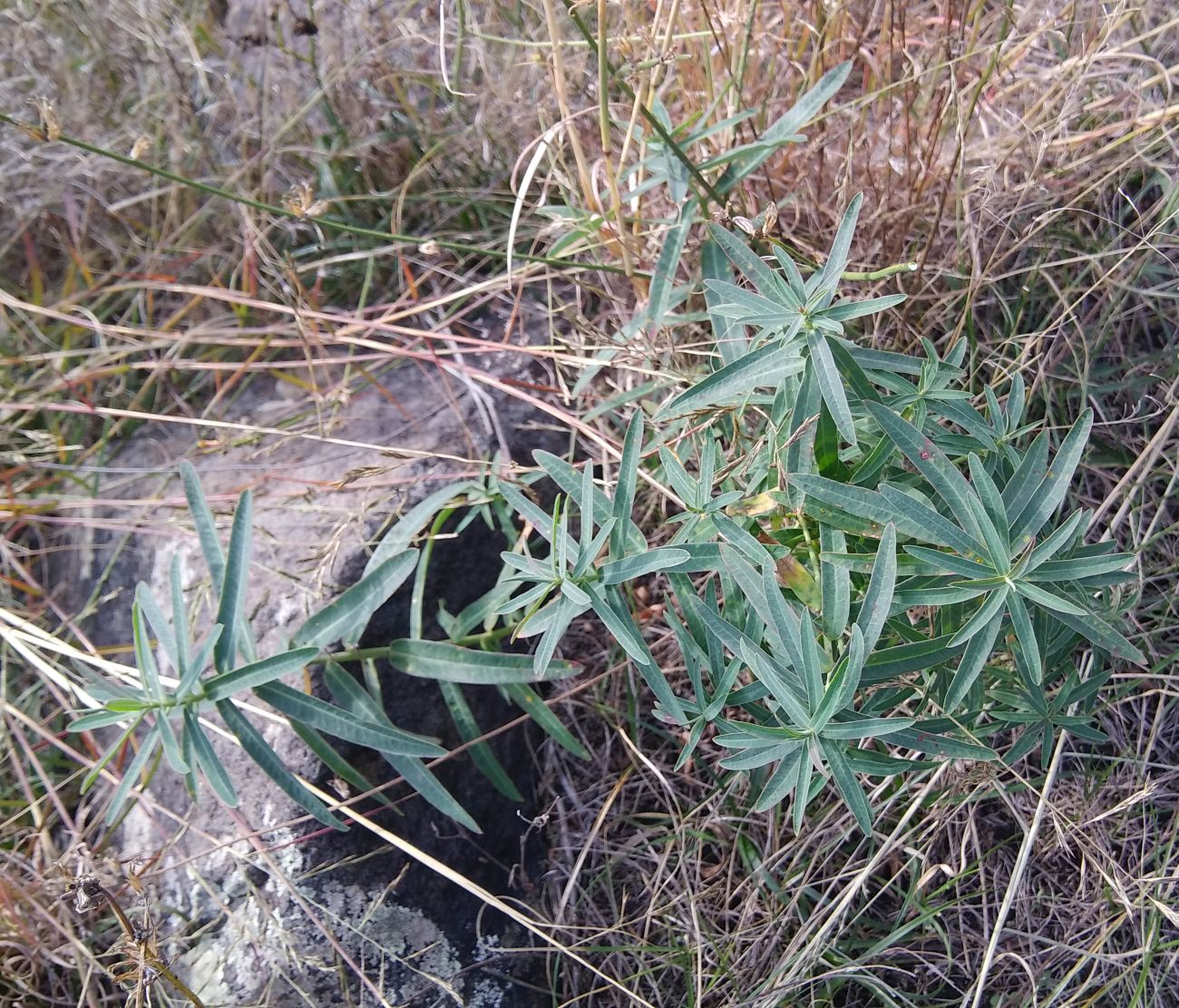 Изображение особи род Euphorbia.