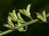 Aconitum septentrionale. Часть соплодия. Ленинградская обл., Ломоносовский р-н, окр. дер. Глядино, прорезающая толщи известняков долина ручья, подошва склона, сырой лиственный лес с неморальными флористическими элементами. 22.07.2018.