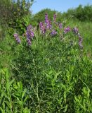 Vicia tenuifolia