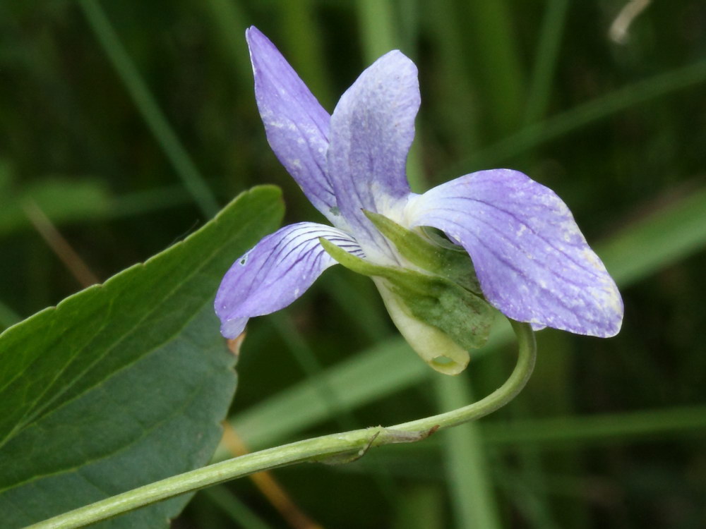 Изображение особи Viola ruppii.