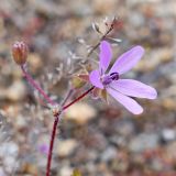 Erodium cicutarium. Верхушка побега с цветком и бутонами. Челябинская обл., г. Челябинск, Философский сад камня (Ботанический сад ЧелГУ), сухой скальный грунт. 08.10.2019.