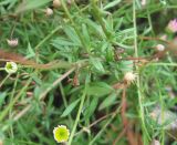 Erigeron karvinskianus