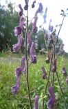 Aconitum septentrionale