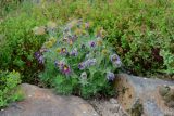 Pulsatilla vulgaris