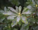 Rhododendron occidentale